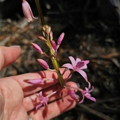 Dipodium roseum at Jingera, NSW - 10 Dec 2024