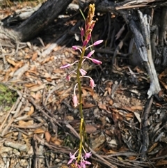 Dipodium roseum at Jingera, NSW - 10 Dec 2024