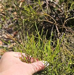 Omphacomeria acerba at Jingera, NSW - 10 Dec 2024