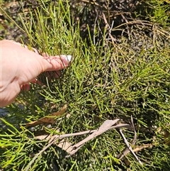 Omphacomeria acerba at Jingera, NSW - 10 Dec 2024