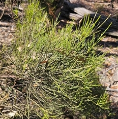 Omphacomeria acerba at Jingera, NSW - 10 Dec 2024