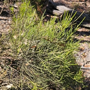 Omphacomeria acerba at Jingera, NSW - 10 Dec 2024