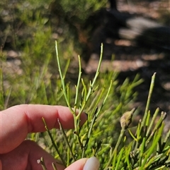 Omphacomeria acerba at Jingera, NSW - 10 Dec 2024