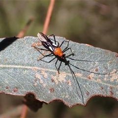 Rayieria basifer (Braconid-mimic plant bug) at Murrumbateman, NSW - 10 Dec 2024 by SimoneC