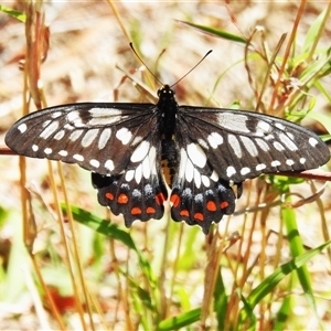 Papilio anactus at Kambah, ACT - 10 Dec 2024