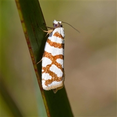 Technitis desmotana (A tortrix or leafroller moth) at Uriarra Village, ACT - 10 Dec 2024 by DPRees125