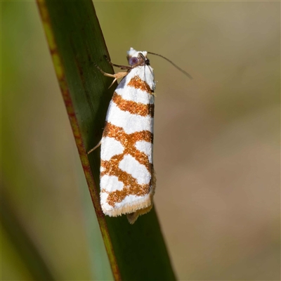 Technitis desmotana (A tortrix or leafroller moth) at Uriarra Village, ACT - 10 Dec 2024 by DPRees125