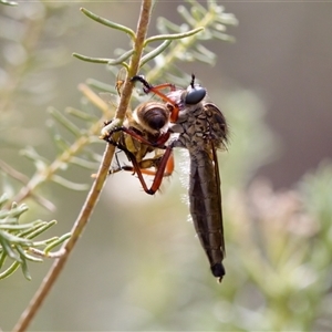 Zosteria sp. (genus) (Common brown robber fly) at Bungonia, NSW by KorinneM