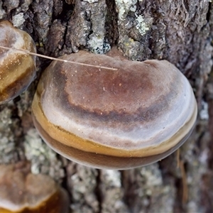 Phellinus sp. (non-resupinate) (A polypore) at Bungonia, NSW by KorinneM