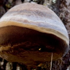 Phellinus sp. (non-resupinate) at Bungonia, NSW - 26 Nov 2024 04:35 PM