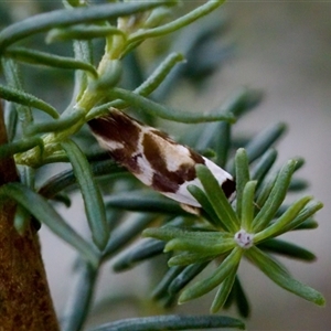 Eremnotypa steriphota (A Concealer Moth) at Bungonia, NSW by KorinneM