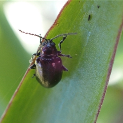 Altica sp. (genus) (Flea beetle) at Murrumbateman, NSW - 10 Dec 2024 by SimoneC