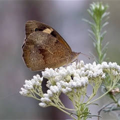 Heteronympha merope (Common Brown Butterfly) at Bungonia, NSW - 26 Nov 2024 by KorinneM