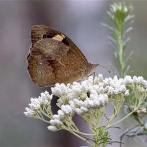 Heteronympha merope (Common Brown Butterfly) at Bungonia, NSW by KorinneM