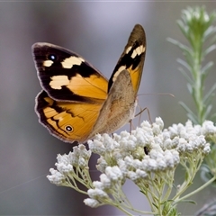 Heteronympha merope at Bungonia, NSW - 26 Nov 2024