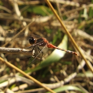 Diplacodes melanopsis (Black-faced Percher) at Murrumbateman, NSW by SimoneC