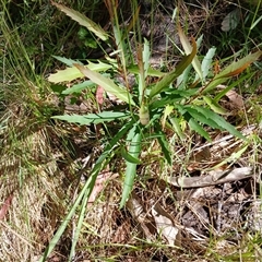 Lomatia myricoides (River Lomatia) at Wilsons Valley, NSW - 8 Dec 2024 by mahargiani