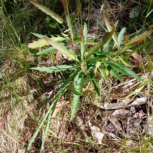 Lomatia myricoides at Wilsons Valley, NSW - 8 Dec 2024