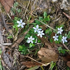 Lobelia pedunculata (Matted Pratia) at Wilsons Valley, NSW - 7 Dec 2024 by mahargiani