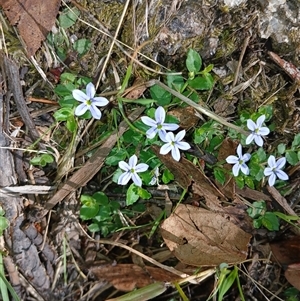 Lobelia pedunculata at Wilsons Valley, NSW - 8 Dec 2024