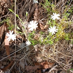 Stellaria pungens (Prickly Starwort) at Wilsons Valley, NSW - 8 Dec 2024 by mahargiani