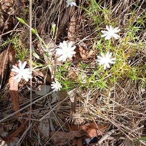 Stellaria pungens at Wilsons Valley, NSW - 8 Dec 2024 10:10 AM