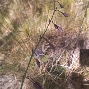 Arthropodium milleflorum at Wilsons Valley, NSW - 8 Dec 2024 10:13 AM