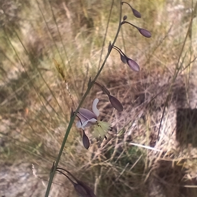 Arthropodium milleflorum (Vanilla Lily) at Wilsons Valley, NSW - 8 Dec 2024 by mahargiani