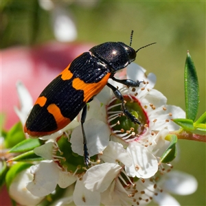 Castiarina bremei at Uriarra Village, ACT - 10 Dec 2024 01:53 PM