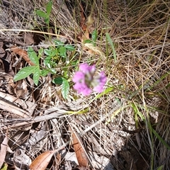 Cullen microcephalum (Dusky Scurf-pea) at Wilsons Valley, NSW - 7 Dec 2024 by mahargiani