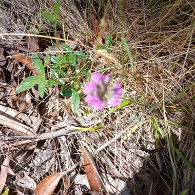 Cullen microcephalum (Dusky Scurf-pea) at Wilsons Valley, NSW - 8 Dec 2024 by mahargiani