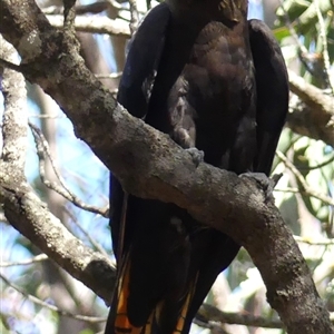 Calyptorhynchus lathami lathami at Canyonleigh, NSW - 21 Sep 2020