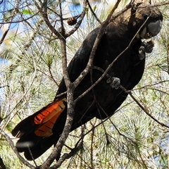 Calyptorhynchus lathami lathami at Canyonleigh, NSW - suppressed