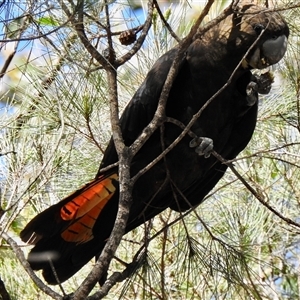 Calyptorhynchus lathami lathami at Canyonleigh, NSW - suppressed