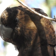 Calyptorhynchus lathami lathami at Canyonleigh, NSW - 21 Sep 2020