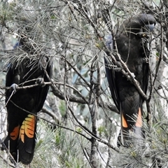 Calyptorhynchus lathami lathami at Canyonleigh, NSW - 21 Sep 2020