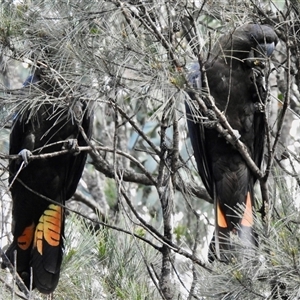 Calyptorhynchus lathami lathami at Canyonleigh, NSW - suppressed