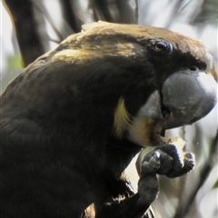 Calyptorhynchus lathami lathami at Canyonleigh, NSW - suppressed