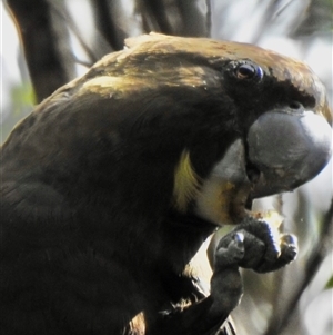 Calyptorhynchus lathami lathami at Canyonleigh, NSW - suppressed