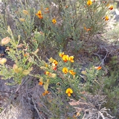 Mirbelia oxylobioides (Mountain Mirbelia) at Wilsons Valley, NSW - 8 Dec 2024 by mahargiani