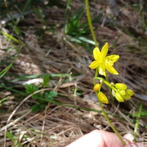 Bulbine bulbosa at Wilsons Valley, NSW - 8 Dec 2024