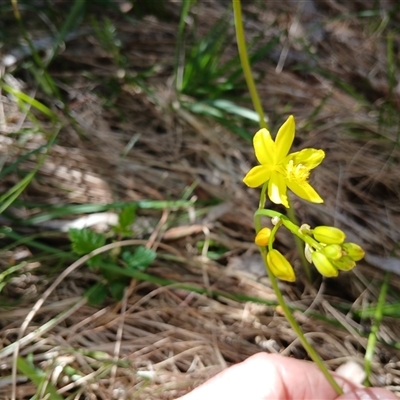 Bulbine bulbosa (Golden Lily, Bulbine Lily) at Wilsons Valley, NSW - 8 Dec 2024 by mahargiani