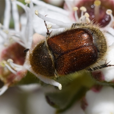 Automolius sp. (genus) (Scarab or Chafer beetle) at Karabar, NSW - 10 Dec 2024 by DianneClarke