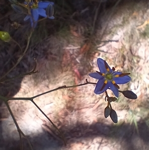 Dianella revoluta var. revoluta (Black-Anther Flax Lily) at Wilsons Valley, NSW by mahargiani