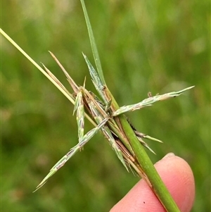 Cymbopogon refractus at Kangaroo Valley, NSW - suppressed