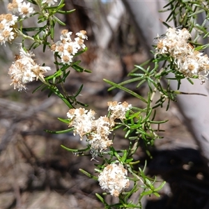 Ozothamnus thyrsoideus at Wilsons Valley, NSW - 8 Dec 2024