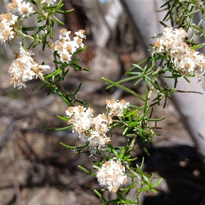 Ozothamnus thyrsoideus (Sticky Everlasting) at Wilsons Valley, NSW - 8 Dec 2024 by mahargiani