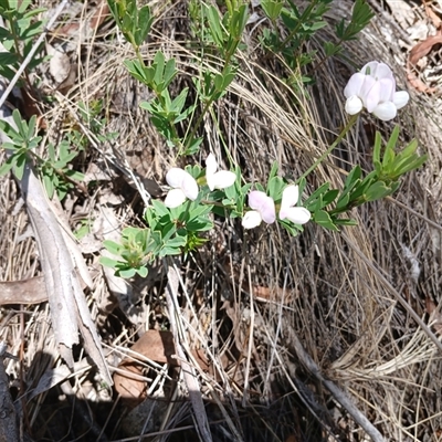 Lotus australis (Austral Trefoil) at Wilsons Valley, NSW - 8 Dec 2024 by mahargiani