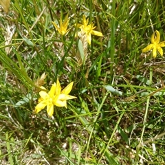 Hypoxis hygrometrica var. villosisepala (Golden Weather-grass) at Wilsons Valley, NSW - 8 Dec 2024 by mahargiani