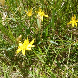 Hypoxis hygrometrica var. villosisepala at Wilsons Valley, NSW - 8 Dec 2024